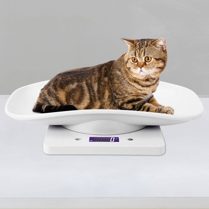 8 Surefire Ways to Prevent Obesity in Cats That You Can Apply Right Now