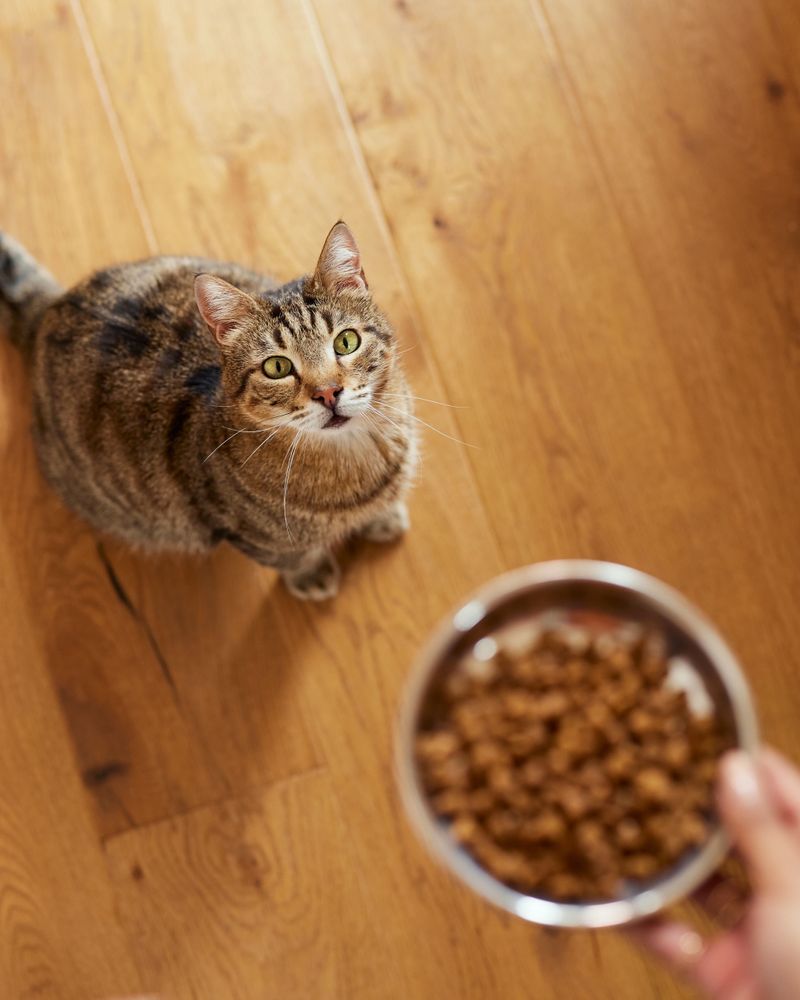 8 Surefire Ways to Prevent Obesity in Cats That You Can Apply Right Now