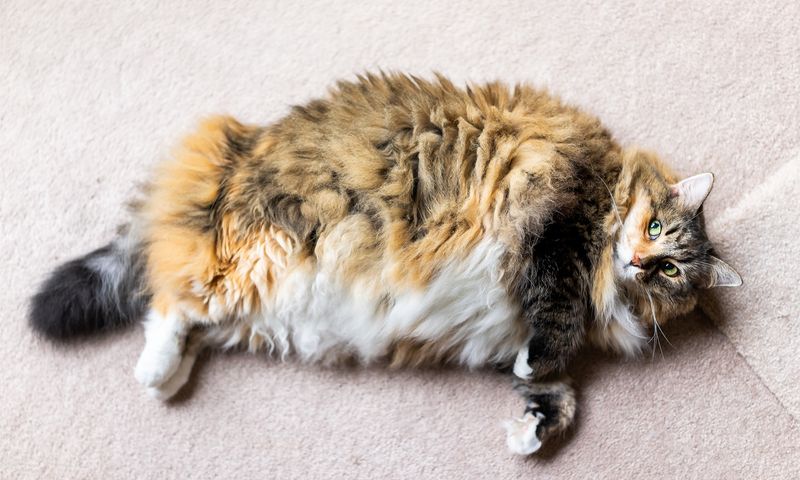 8 Surefire Ways to Prevent Obesity in Cats That You Can Apply Right Now