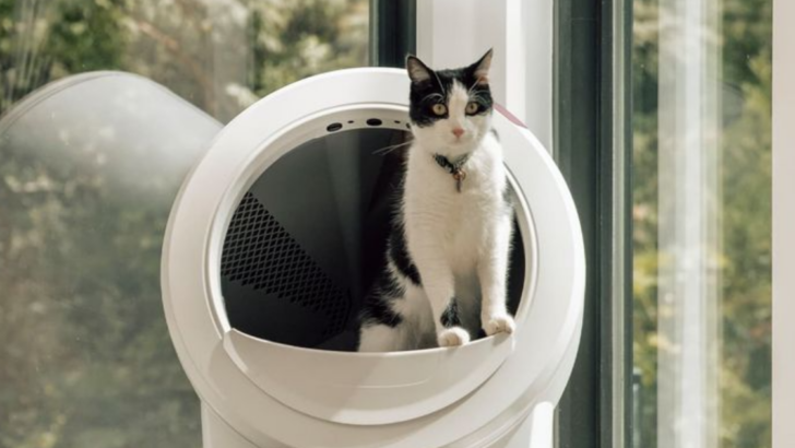 8 Surprising Reasons Your Cat Stopped Using the Litter Box (And What You Can Do)