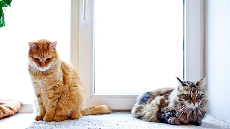 8 Surprising Reasons Your Cat Stopped Using the Litter Box (And What You Can Do)