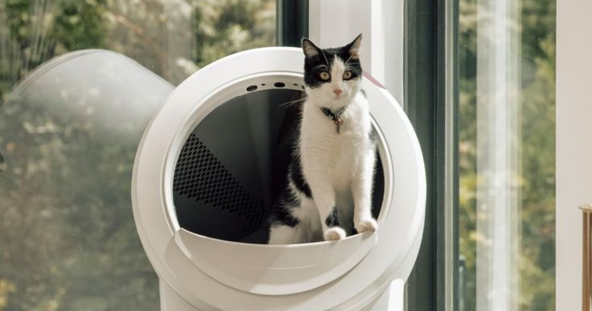 8 Surprising Reasons Your Cat Stopped Using the Litter Box (And What You Can Do)