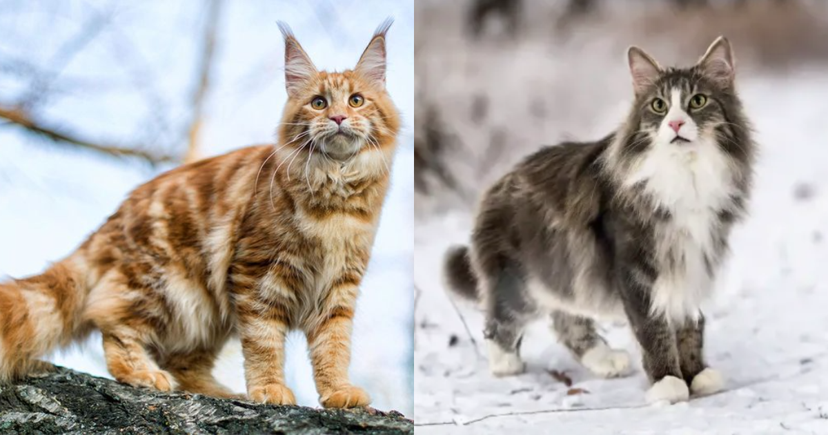 8 Ways In Which Maine Coons and Norwegian Forest Cats Are Similar