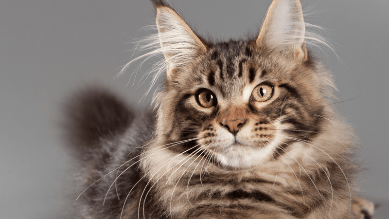 8 Ways In Which Maine Coons and Norwegian Forest Cats Are Similar