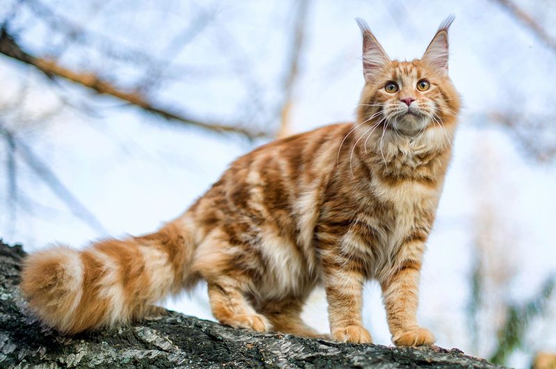 8 Ways In Which Maine Coons and Norwegian Forest Cats Are Similar