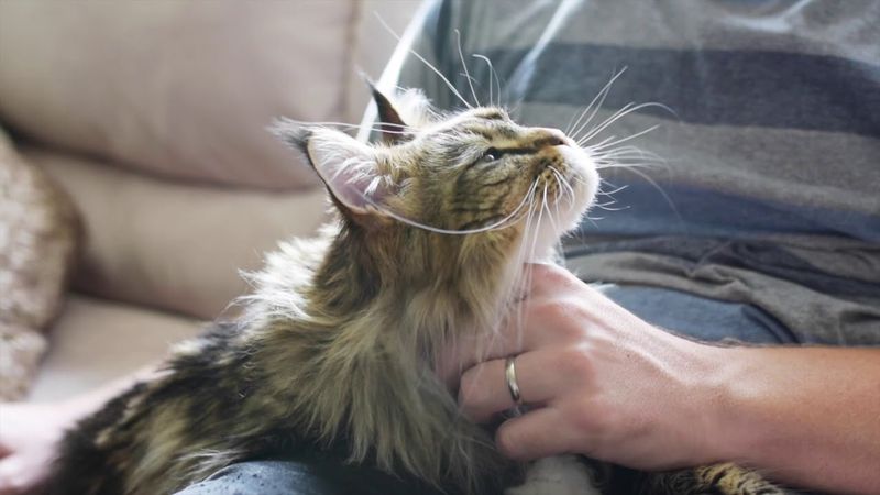 8 Ways In Which Maine Coons and Norwegian Forest Cats Are Similar