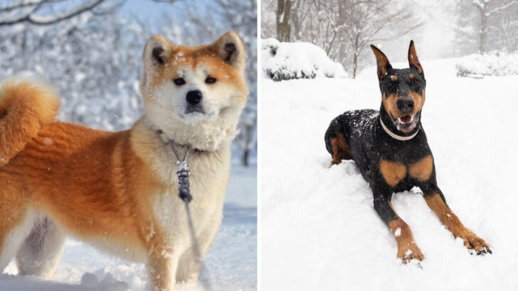 14 Dog Breeds Known for Their Power and Why They Demand Respect