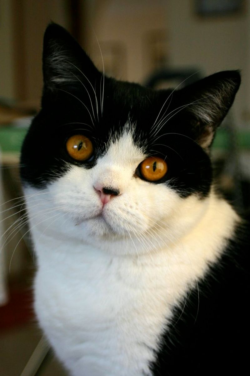 9 Adorable Tuxedo Cat Breeds That Look Like They’re Ready for a Gala