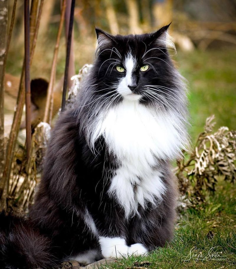 9 Adorable Tuxedo Cat Breeds That Look Like They’re Ready for a Gala