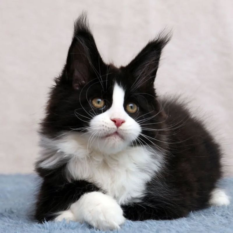 9 Adorable Tuxedo Cat Breeds That Look Like They’re Ready for a Gala