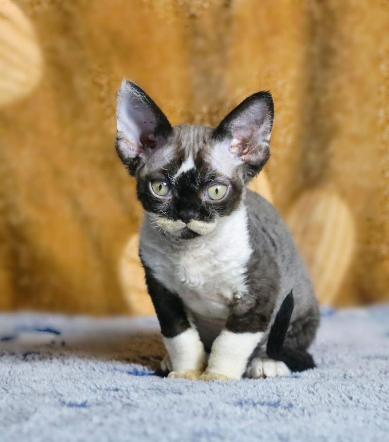 9 Adorable Tuxedo Cat Breeds That Look Like They’re Ready for a Gala