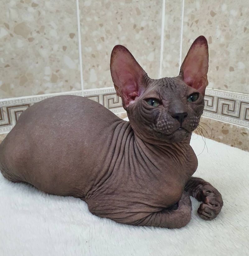 9 Adorably Unique Hairless Cat Breeds You’ll Fall in Love With