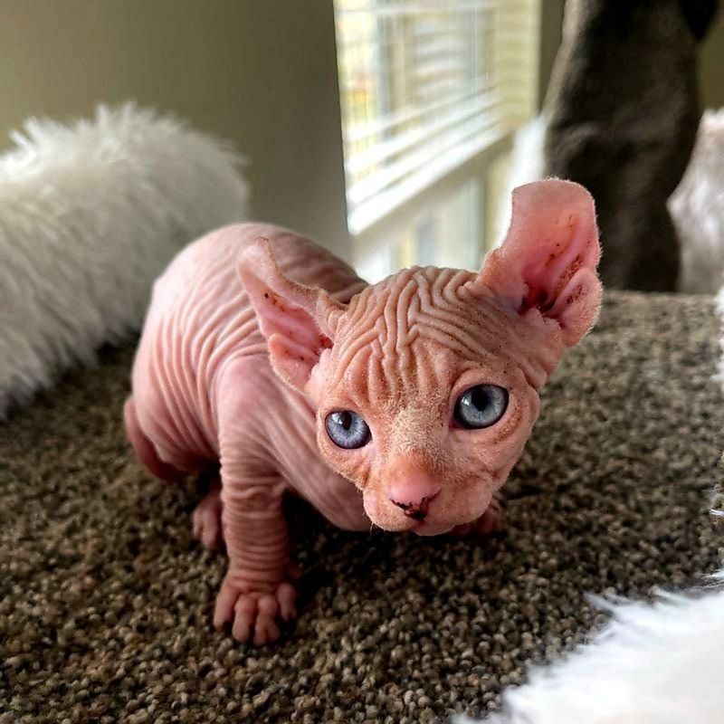 9 Adorably Unique Hairless Cat Breeds You’ll Fall in Love With