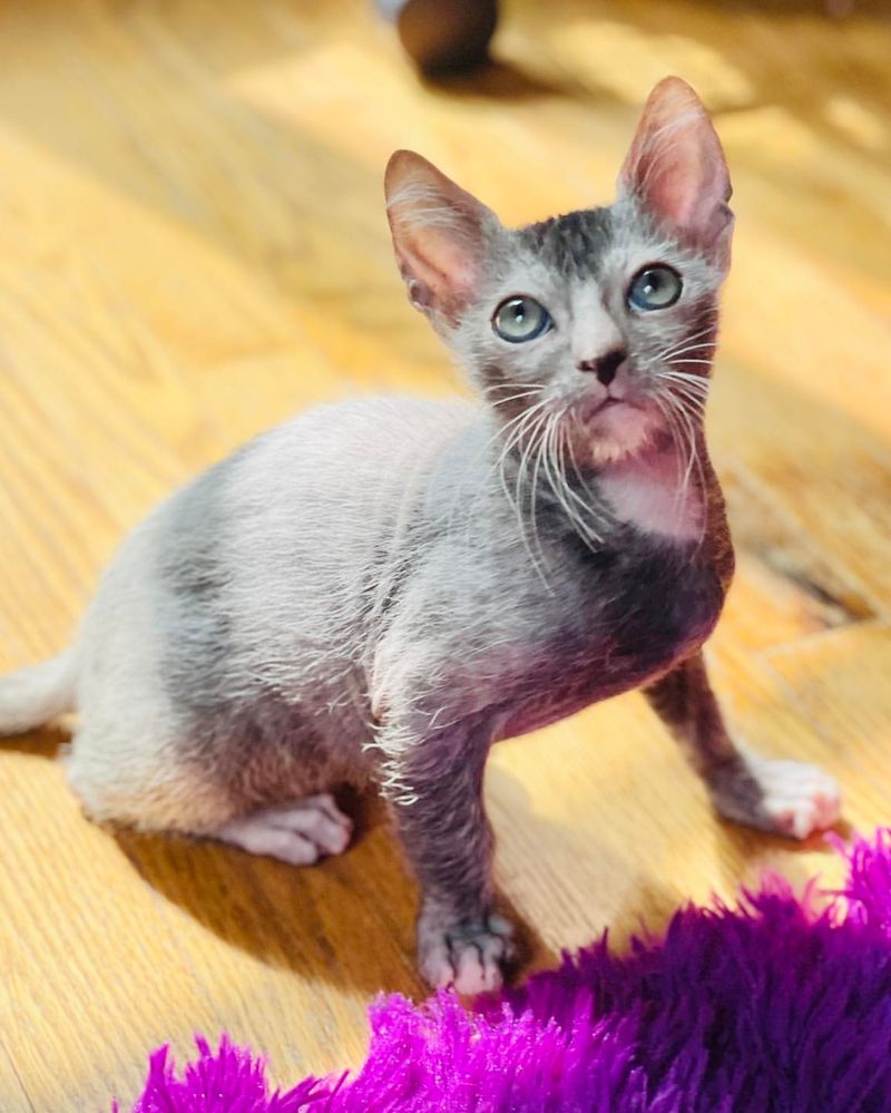 9 Adorably Unique Hairless Cat Breeds You’ll Fall in Love With