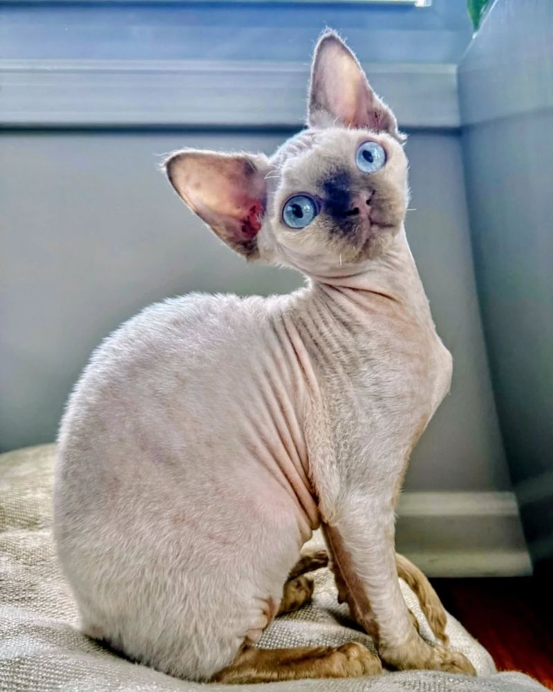 9 Adorably Unique Hairless Cat Breeds You’ll Fall in Love With