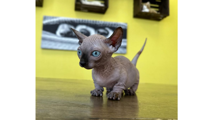 9 Adorably Unique Hairless Cat Breeds You’ll Fall in Love With