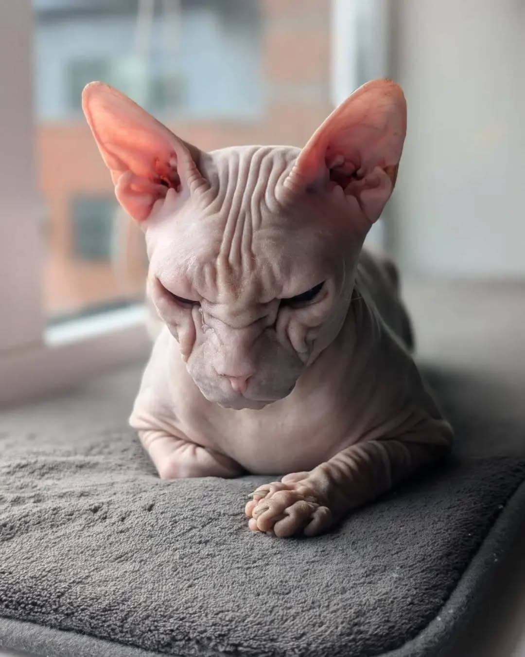 9 Adorably Unique Hairless Cat Breeds You’ll Fall in Love With