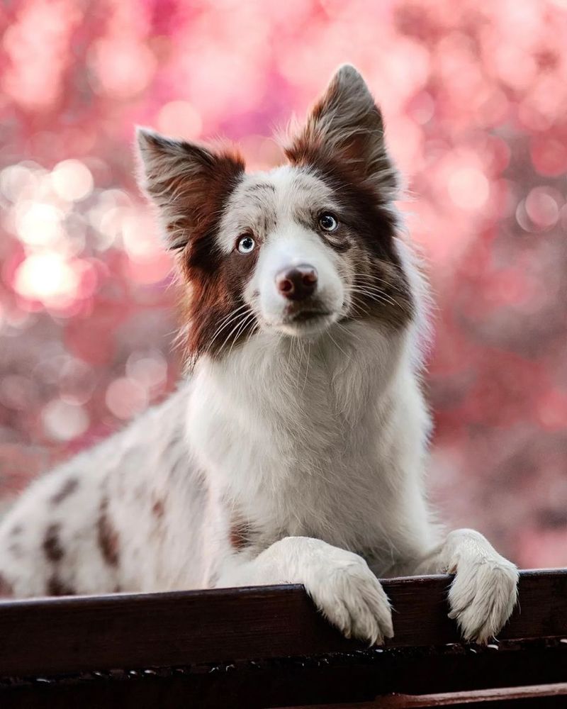 9 Amazing Dog Breeds with a Sixth Sense for Detecting Medical Conditions