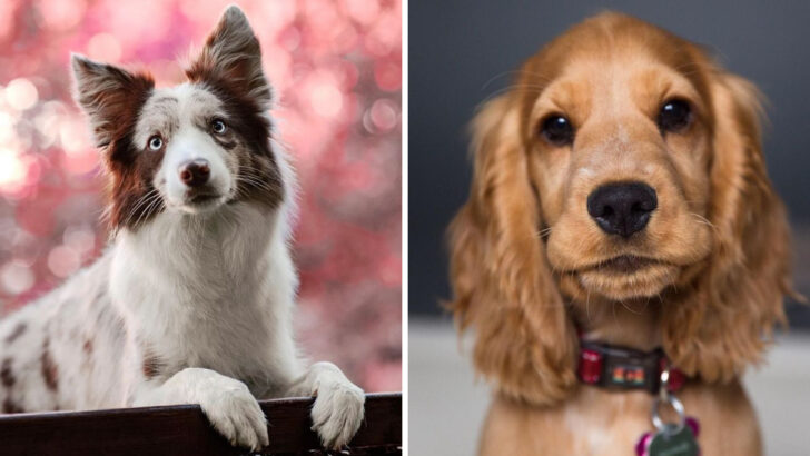 9 Amazing Dog Breeds with a Sixth Sense for Detecting Medical Conditions