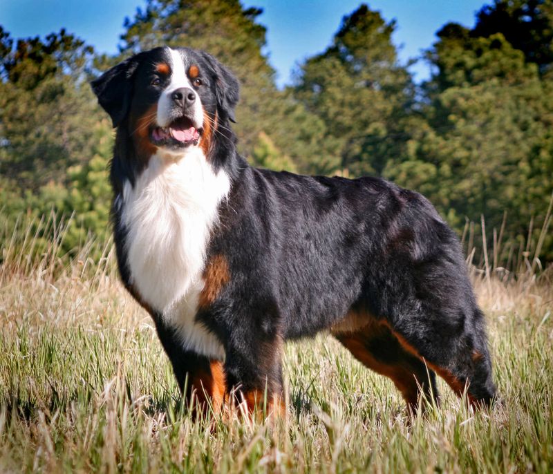 9 Best Companion Dogs for People Living in Rural Areas