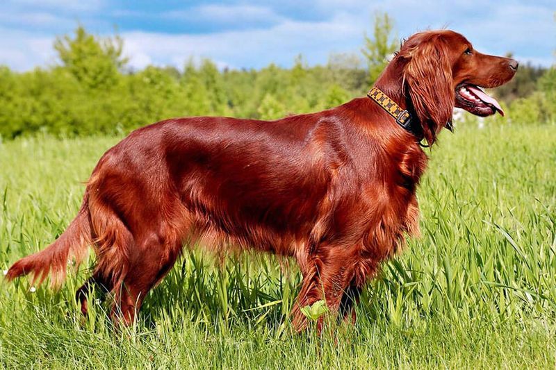 9 Best Companion Dogs for People Living in Rural Areas