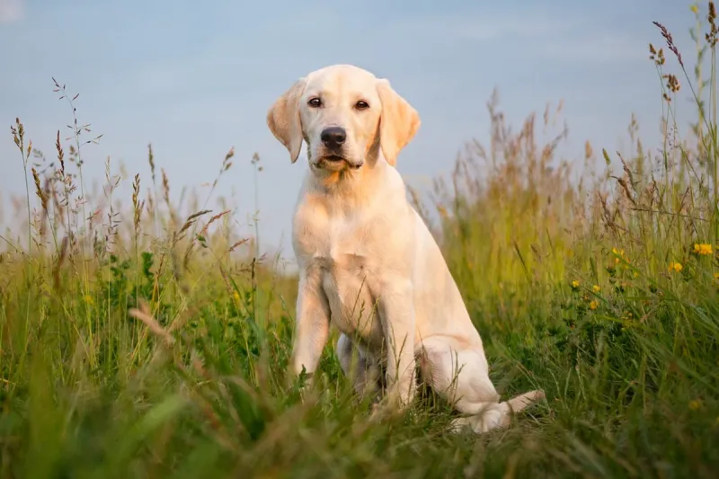 9 Best Companion Dogs for People Living in Rural Areas