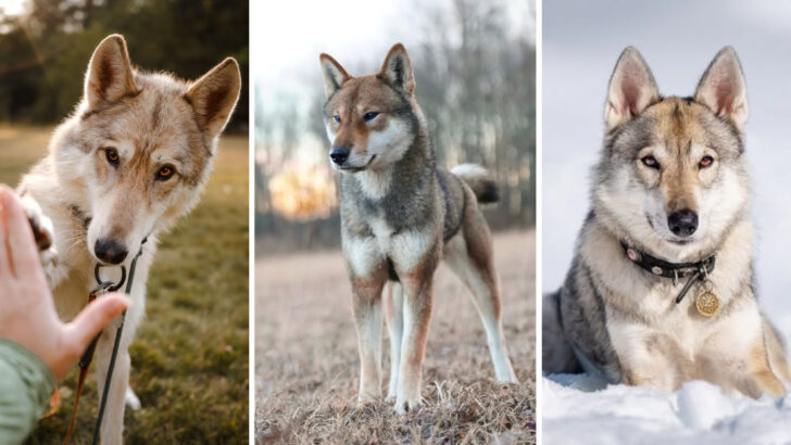 9 Coyote-Lookalike Dog Breeds That Are Surprisingly Gentle and Great Pets