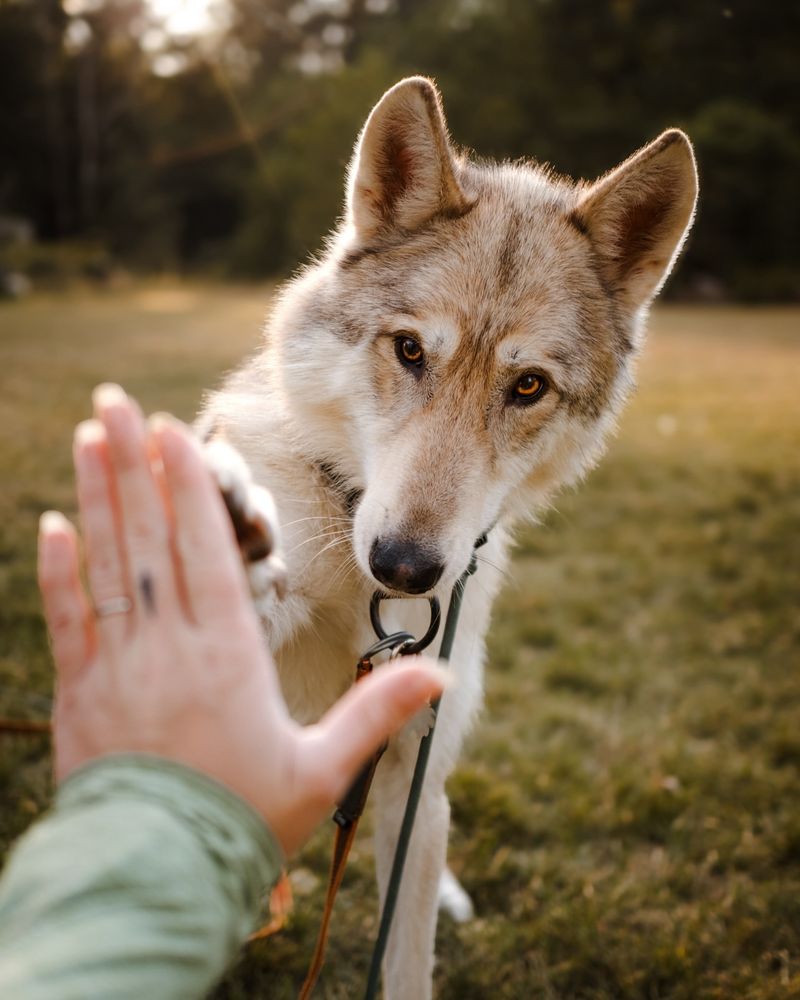 9 Coyote-Lookalike Dog Breeds That Are Surprisingly Gentle and Great Pets