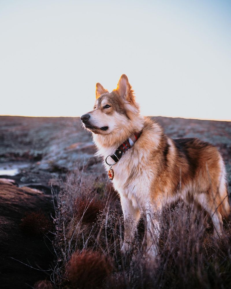 9 Coyote-Lookalike Dog Breeds That Are Surprisingly Gentle and Great Pets