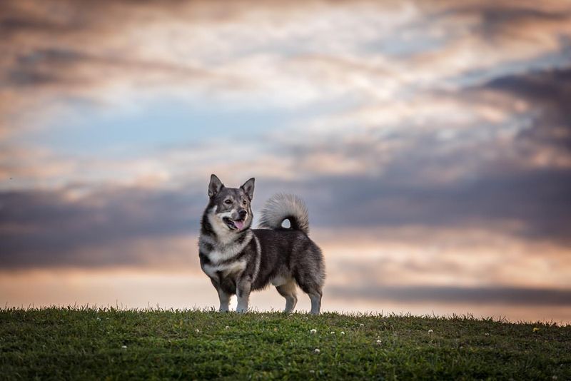 9 Coyote-Lookalike Dog Breeds That Are Surprisingly Gentle and Great Pets