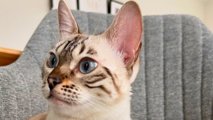 9 Fascinating Cat Breeds That Are Equal Parts Sass and Charm