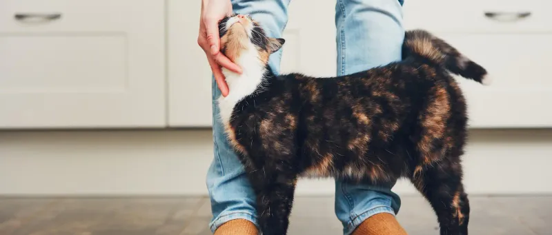 9 Fascinating Reasons Why Cats Rub Against You