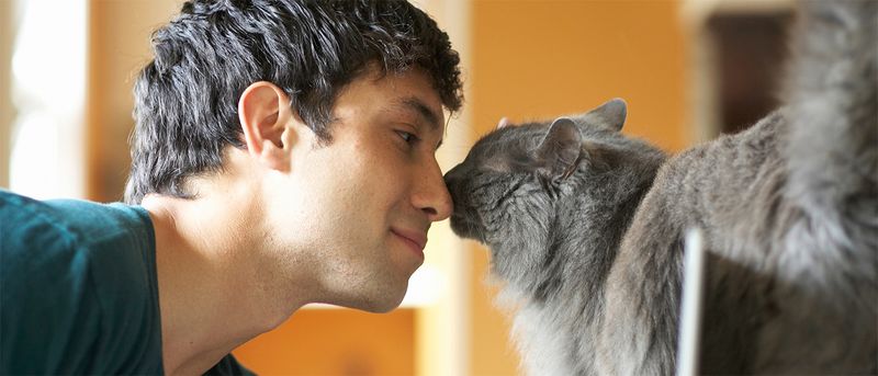 9 Fascinating Reasons Why Cats Rub Against You