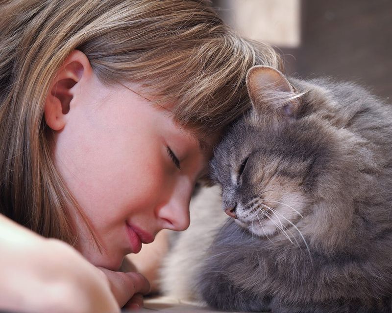 9 Fascinating Reasons Why Cats Rub Against You