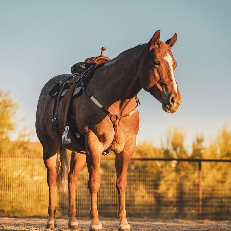 9 Gentle and Easygoing Horse Breeds for New Riders