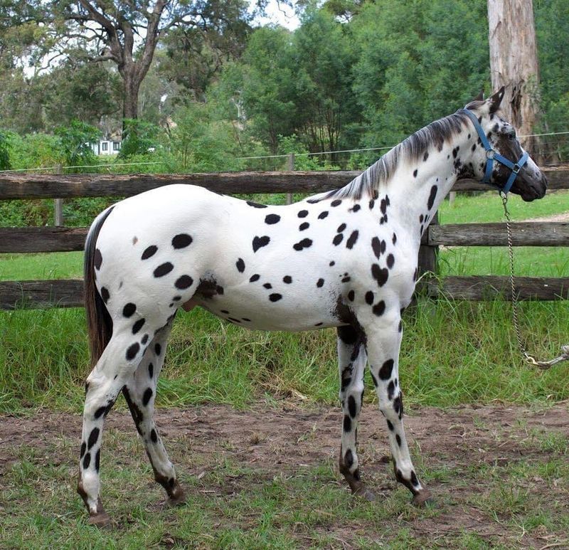 9 Gentle and Easygoing Horse Breeds for New Riders