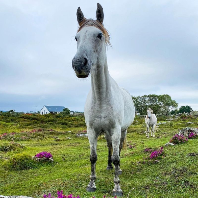 9 Gentle and Easygoing Horse Breeds for New Riders