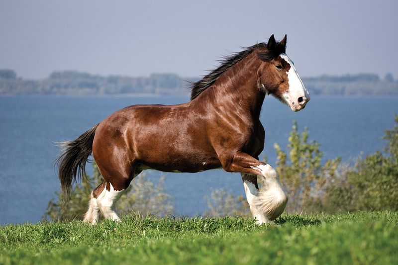 9 Gentle and Easygoing Horse Breeds for New Riders