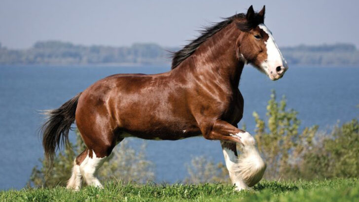 9 Gentle and Easygoing Horse Breeds for New Riders