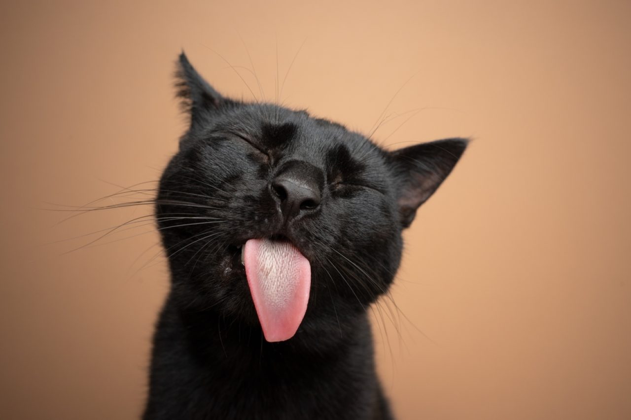 9 Important Reasons Why Your Cat Is Gagging at Food