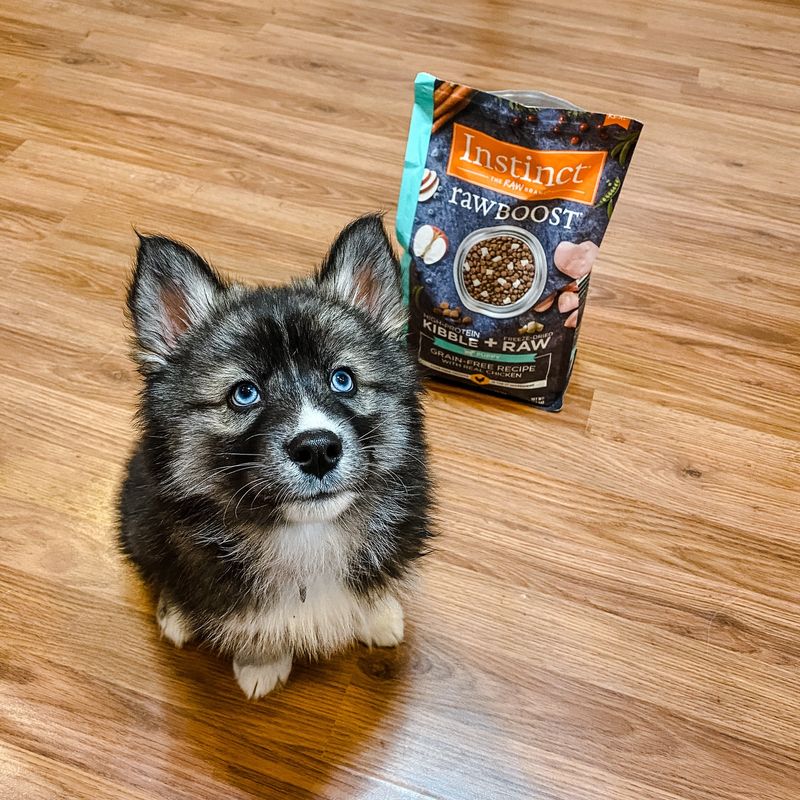 9 Key Care Tips Every Pomsky Owner Should Follow for a Happy, Healthy Pup