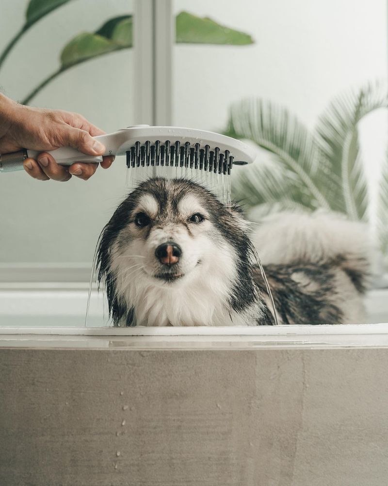 9 Key Care Tips Every Pomsky Owner Should Follow for a Happy, Healthy Pup