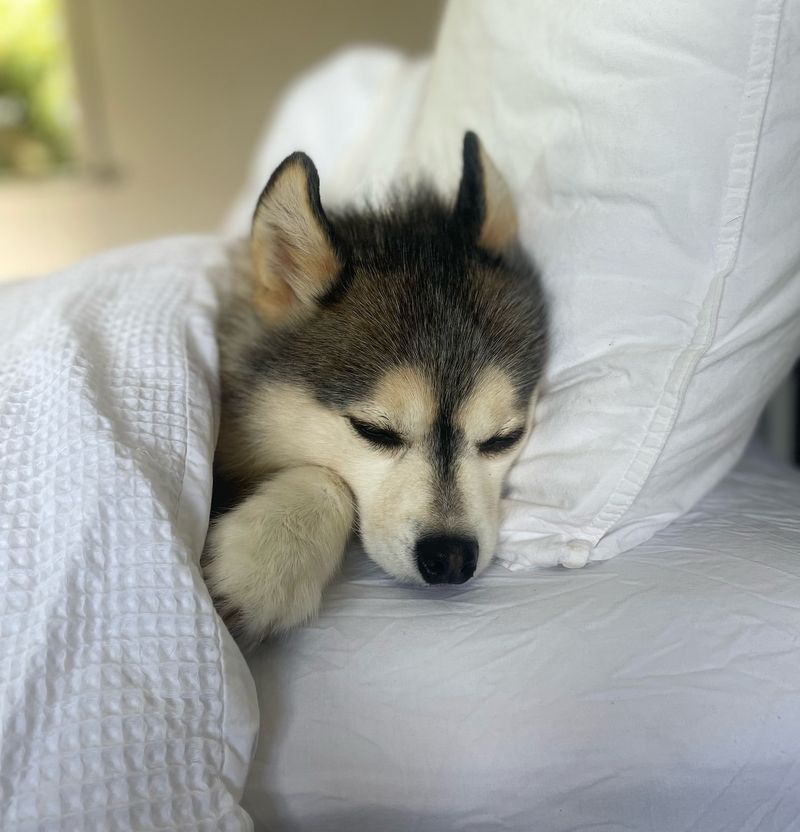 9 Key Care Tips Every Pomsky Owner Should Follow for a Happy, Healthy Pup