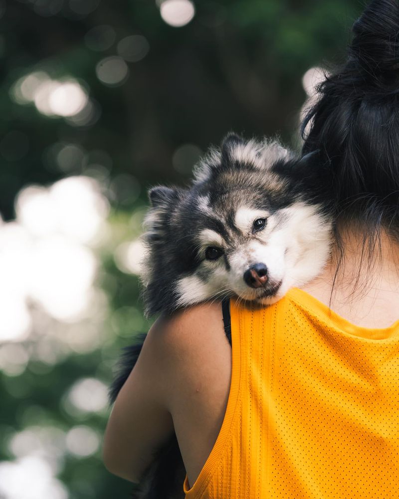 9 Key Care Tips Every Pomsky Owner Should Follow for a Happy, Healthy Pup