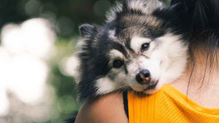 9 Key Care Tips Every Pomsky Owner Should Follow for a Happy, Healthy Pup