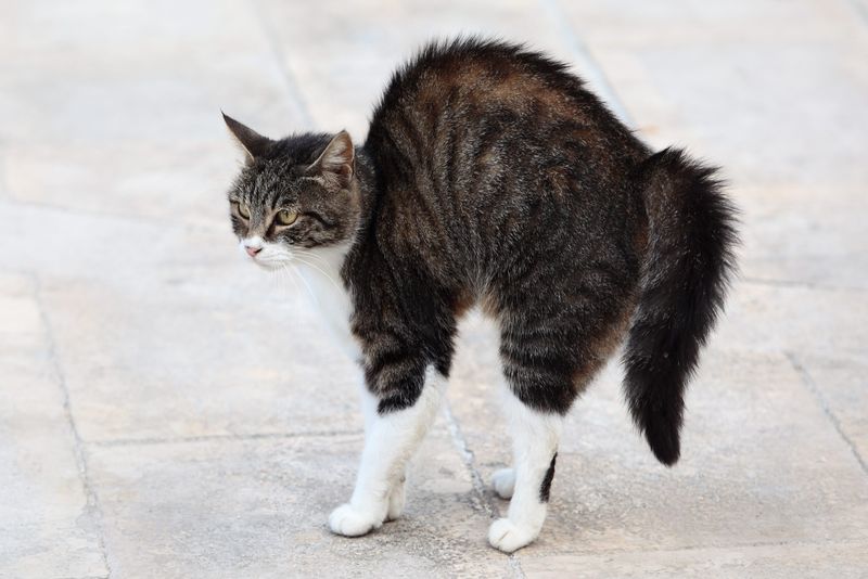 9 Most Common Cat Tail Positions Explained