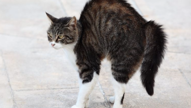 9 Most Common Cat Tail Positions Explained