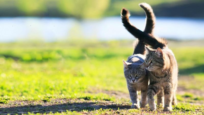 9 Most Common Cat Tail Positions Explained