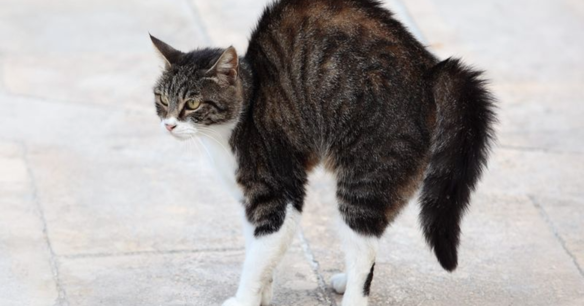 9 Most Common Cat Tail Positions Explained