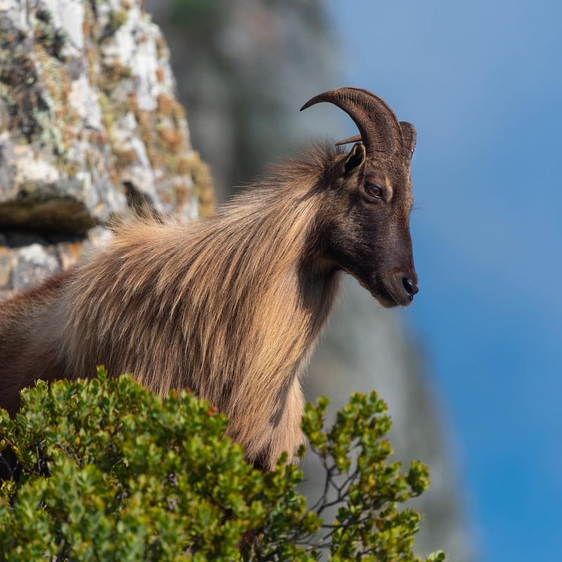 9 Rare Mammals That Live Among the Highest Mountain Peaks